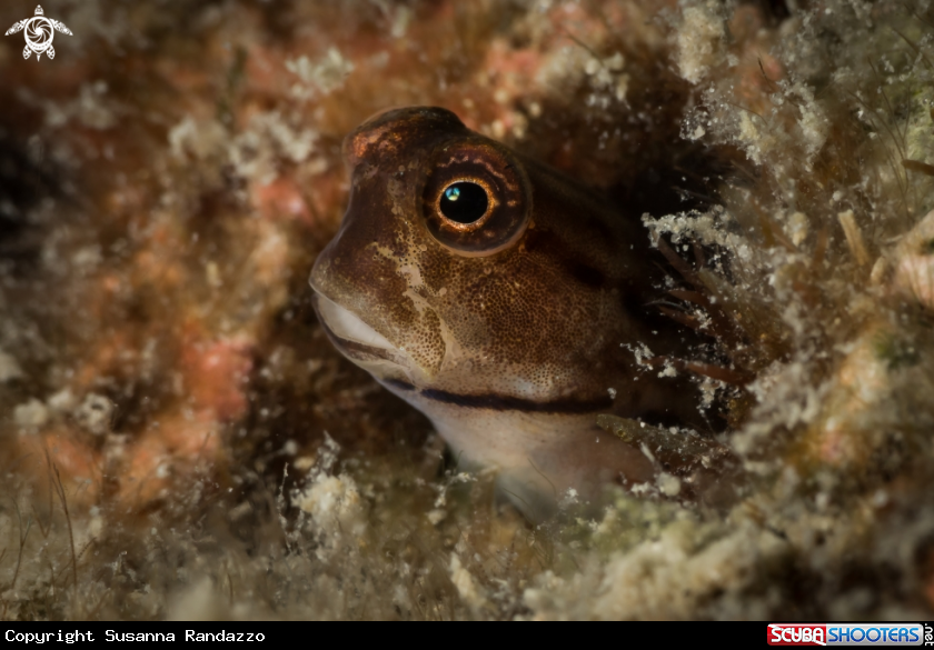 A Blenny fish