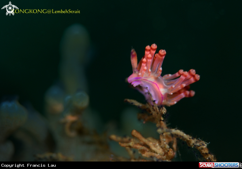 A Nudibranch (Coryphellina)