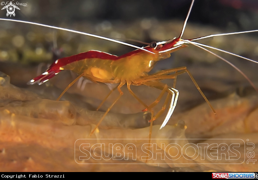 A White-banded cleaner shrimp