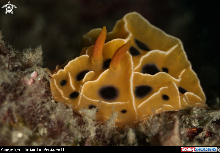 A Reticulidia suzanneae nudibranch