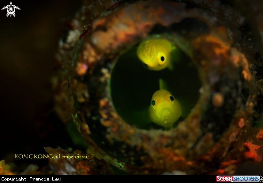 A Ornate Goby