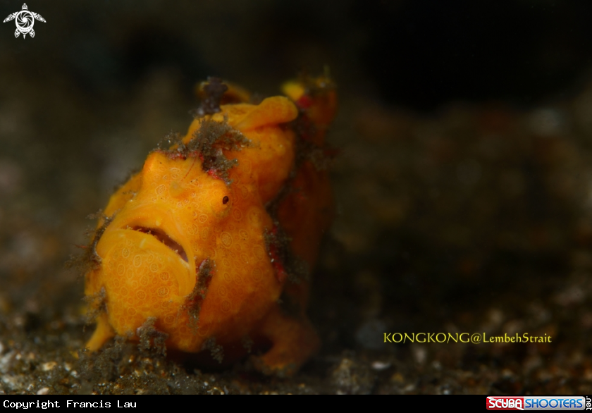 A Painted Frogfish