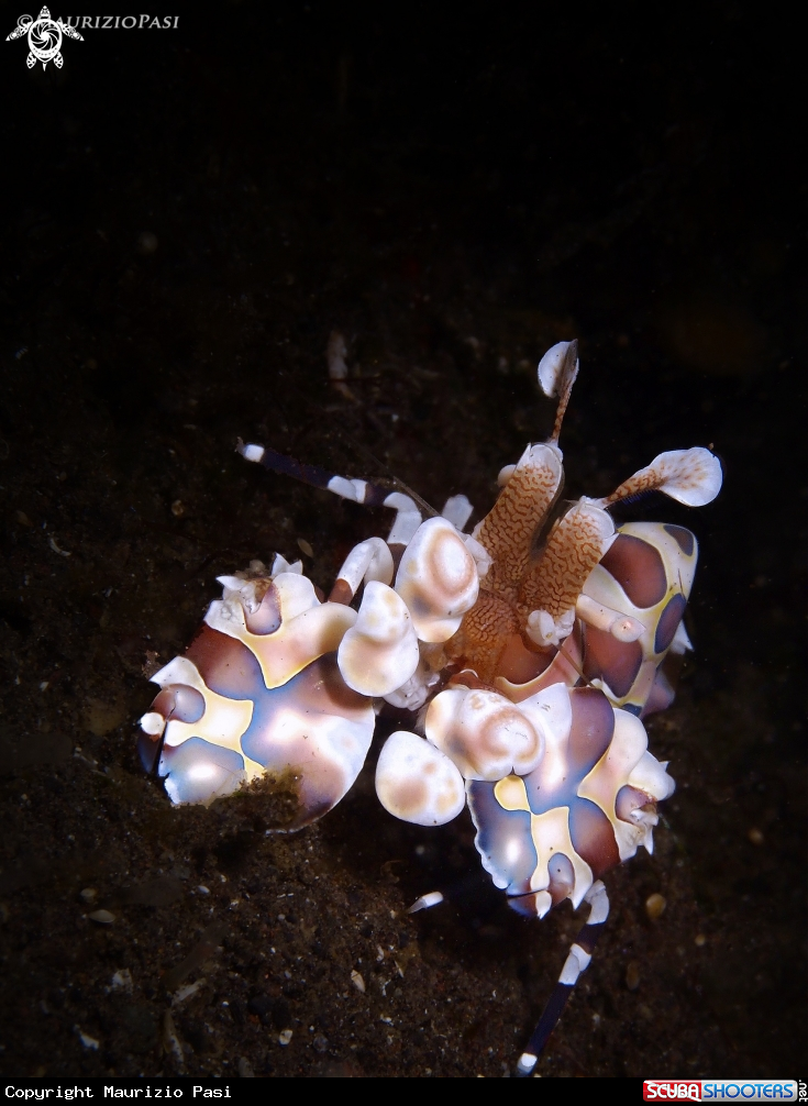 A Harlequin Shrimp
