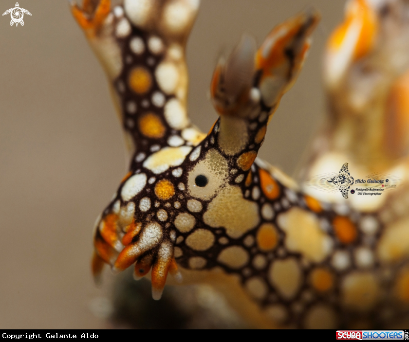 A Bornella anguilla Sea Slug