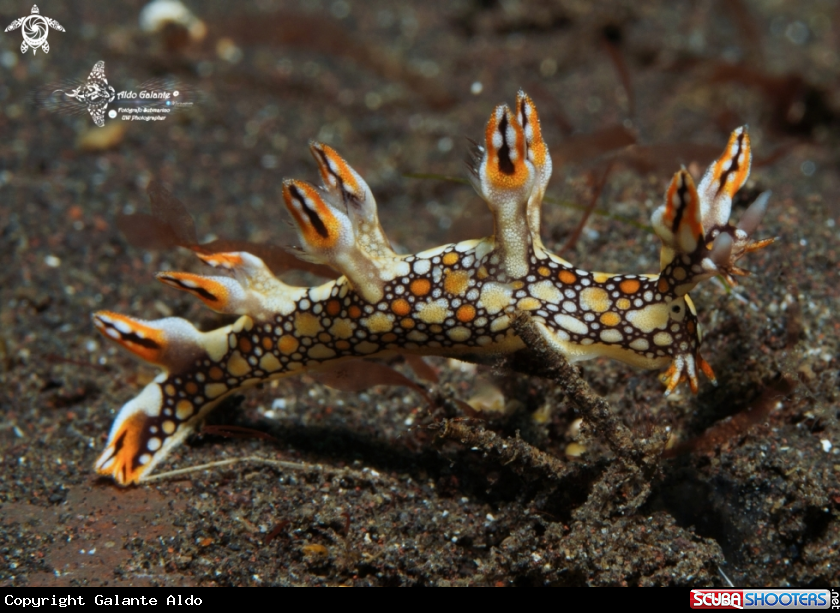 A Bornella Sea Slug