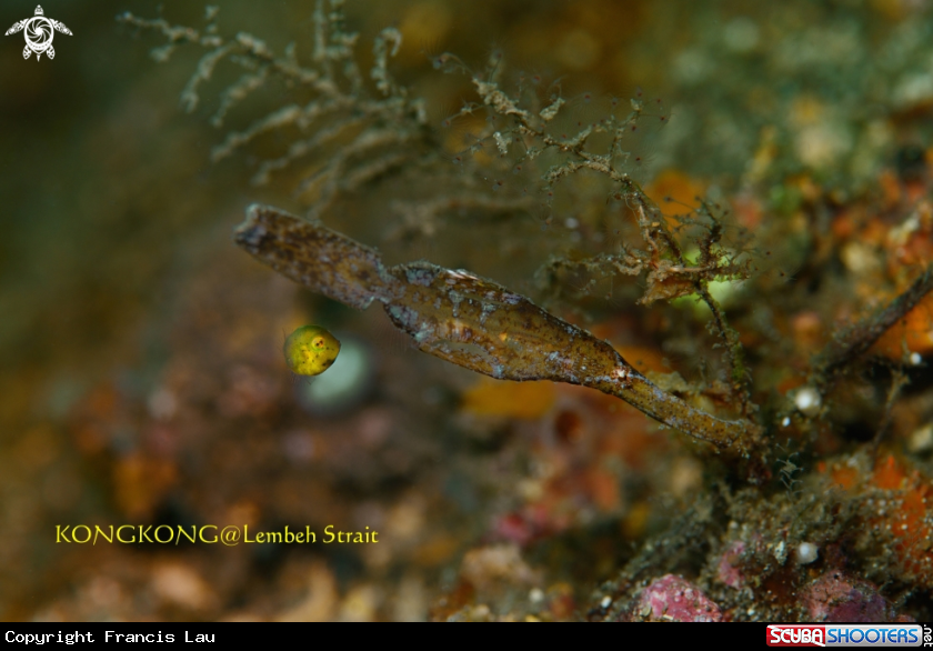 A Thin Ghost Pipefish & Yellow Japanese Inflator Filefish 