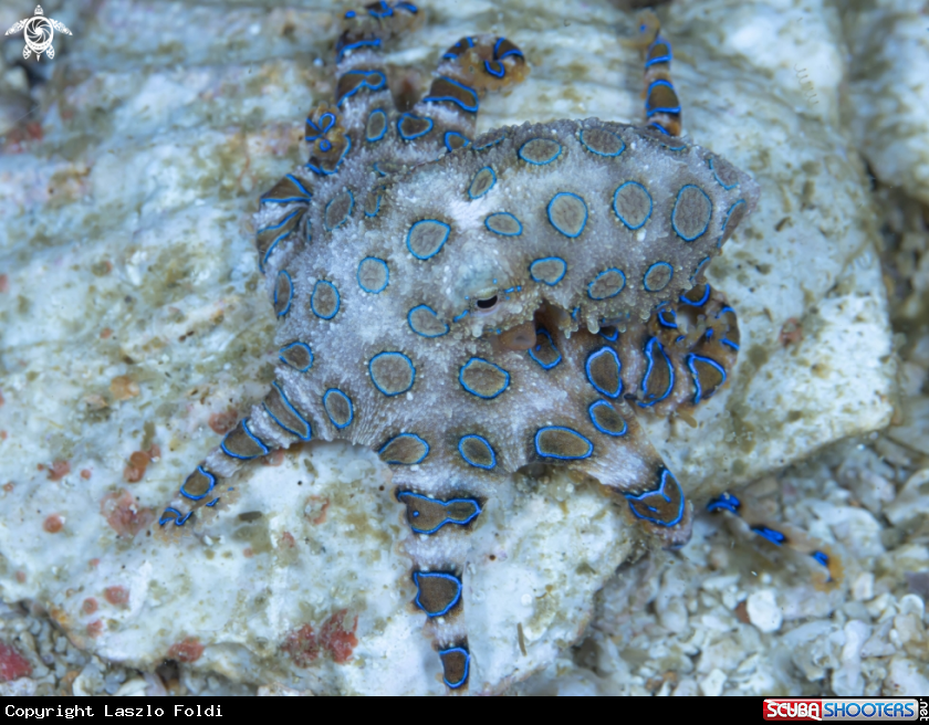 A Blue-ringed octopus