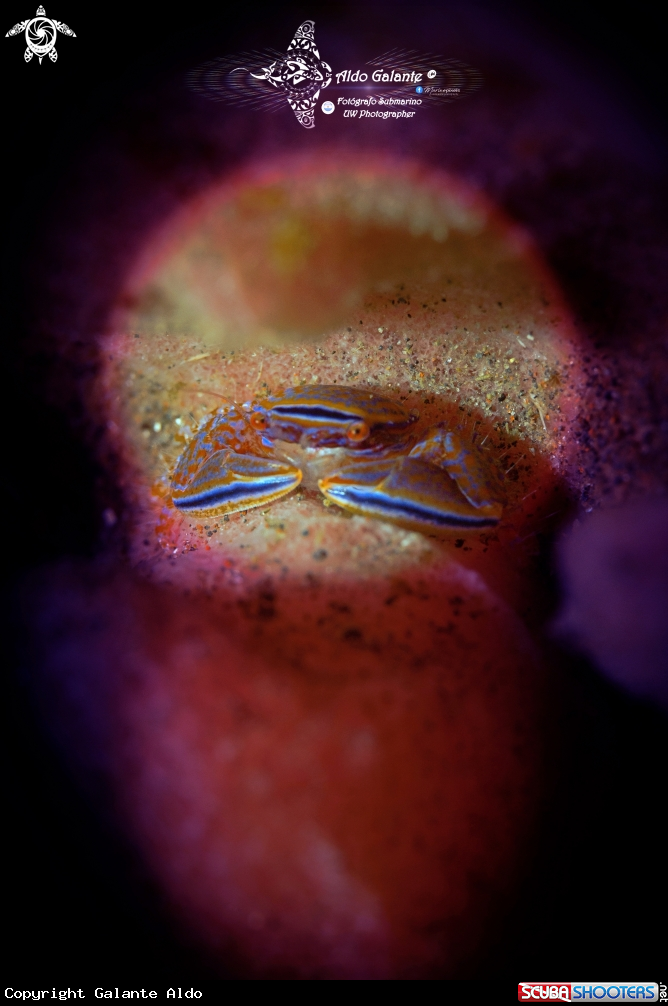 A Barrel Sponge Porcelain Crab (20 mm - 0.78 Inch approx.) 