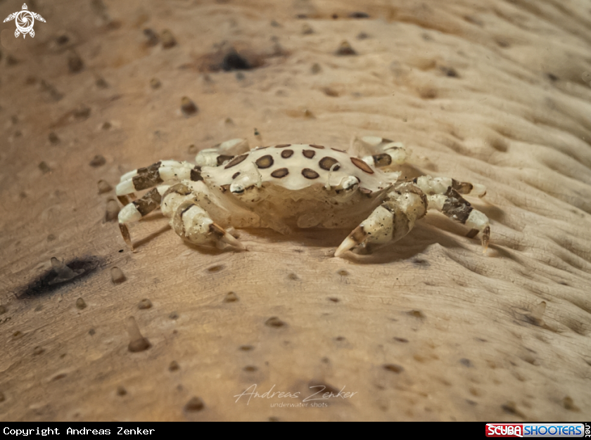 A Commensal harlequin crab