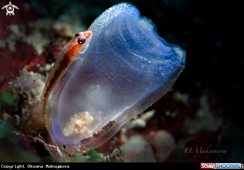 A The Sea Squirt Shrimp (Dactylonia Ascidicola) lives in the Blue Yellow-ringed Sea Squirt (Rhopalaea Crassa) and the small goby guards its eggs outside of it.