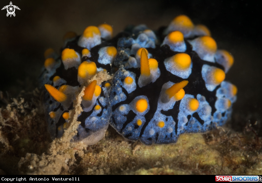 A Scrambled egg nudibranch