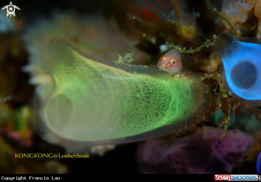 A Stonycoral Ghostgoby