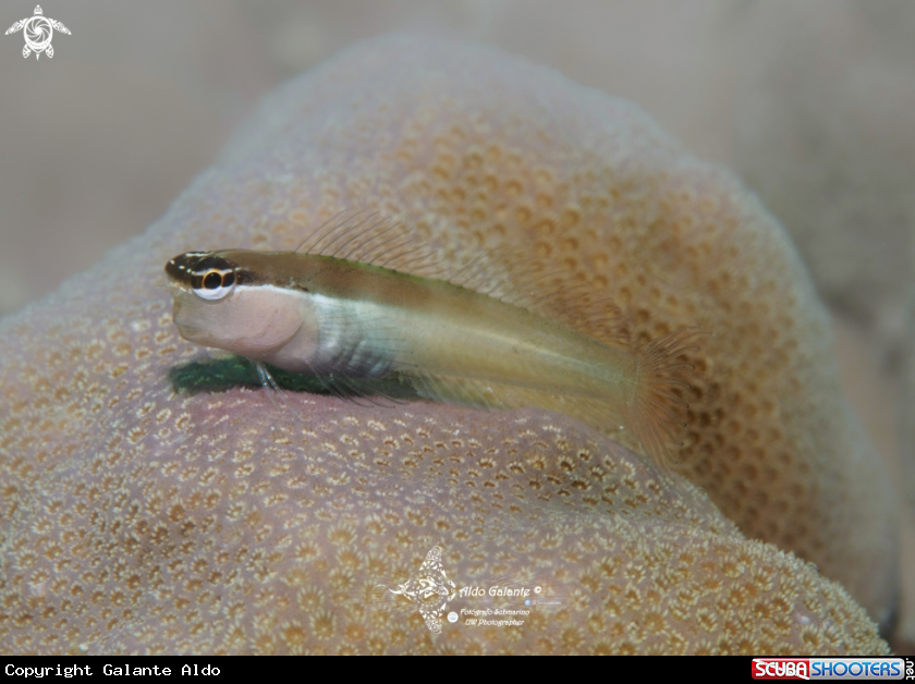 A Banda Blenny