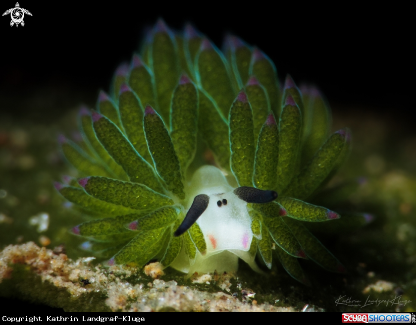 A Shaun The Sheep nudi 