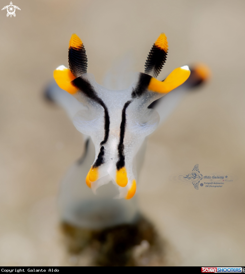 A Thecacera Sea Slug