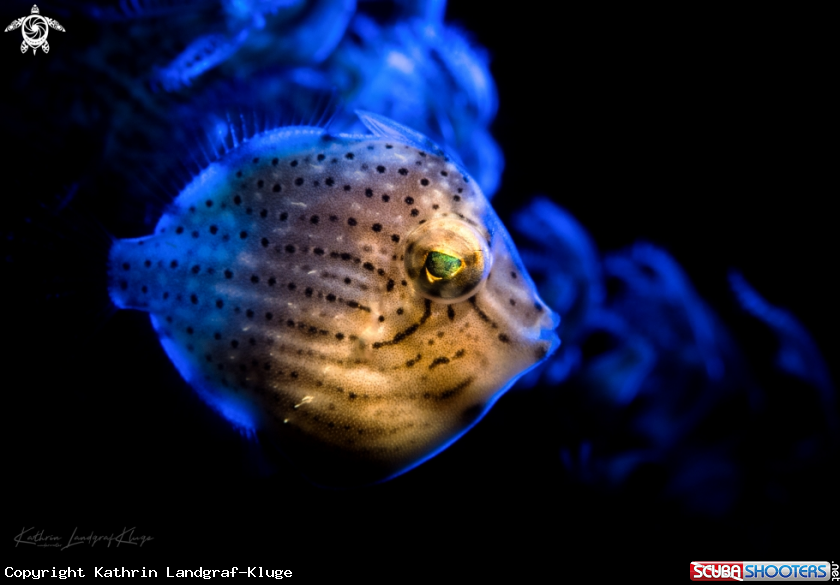 A TAYLOR'S PYGMY LEATHERJACKET