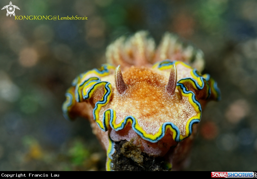 A Nudibranch, Doriprismatica plumbea