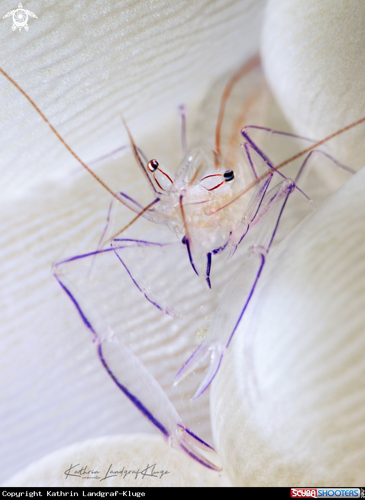 A Bubble Coral Shrimp 