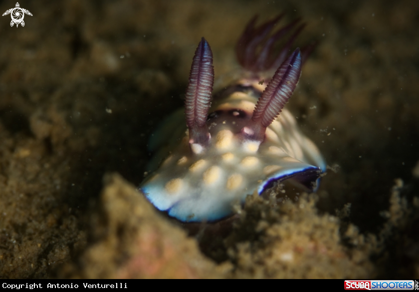 A Goniobranchus hintuanensis nudibranch