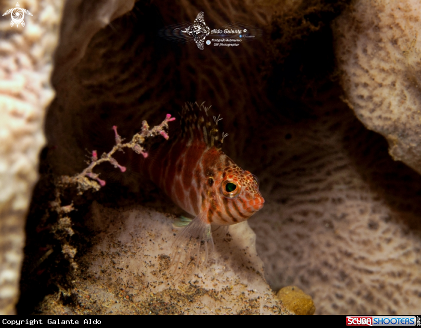 A Hawkfish