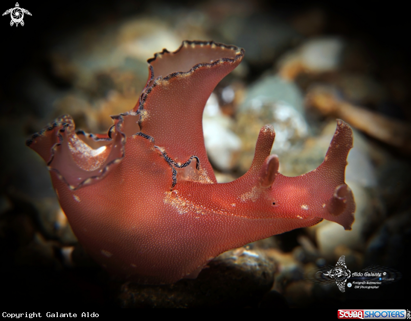 A Aplysia Sea Slug