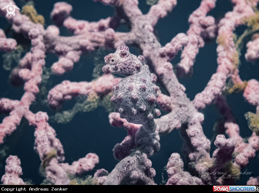 A Bargibant´s Pygmy Seahorse