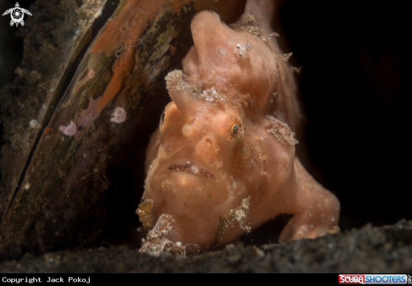 A Painted Frogfish