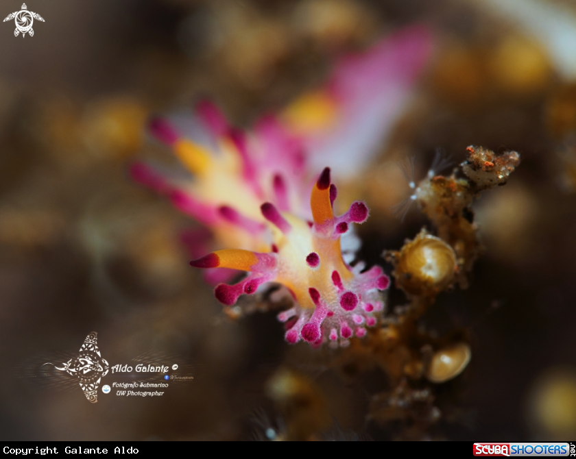 A Aegires Sea Slug 10 mm approx. 