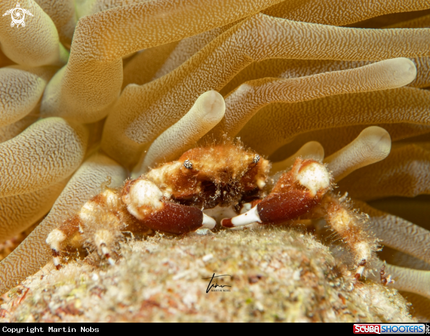 A Banded clinging crab