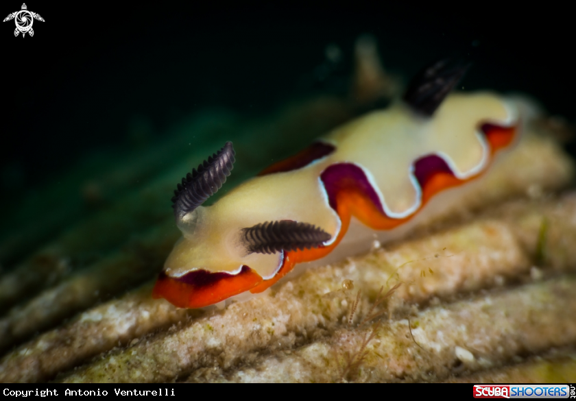 A Chromodoris fidelis nudibranch