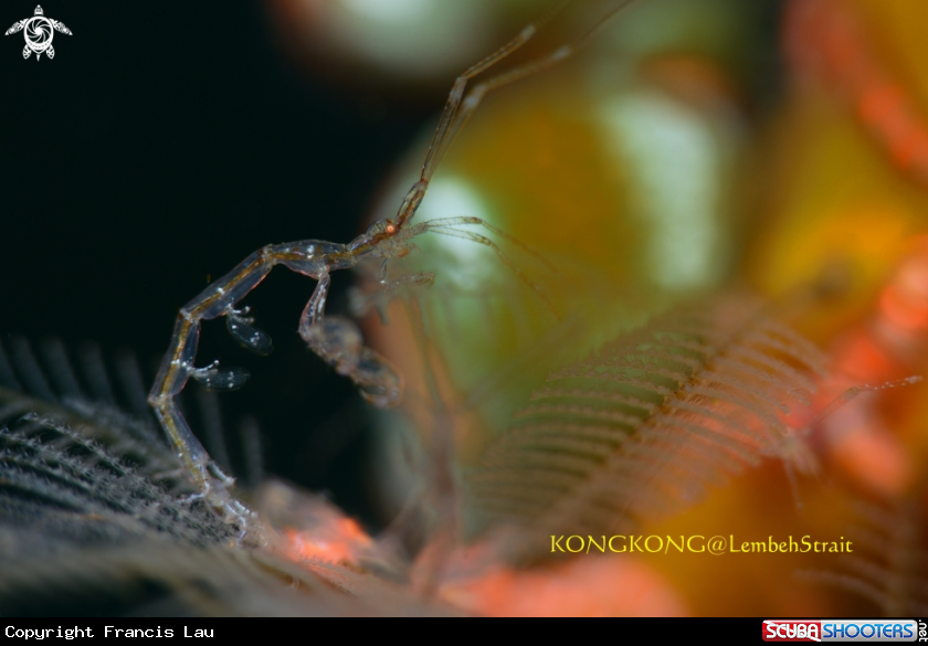 A Skeleton Shrimp (Caprellidae, 5mm)