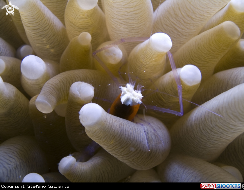 A underwater creature
