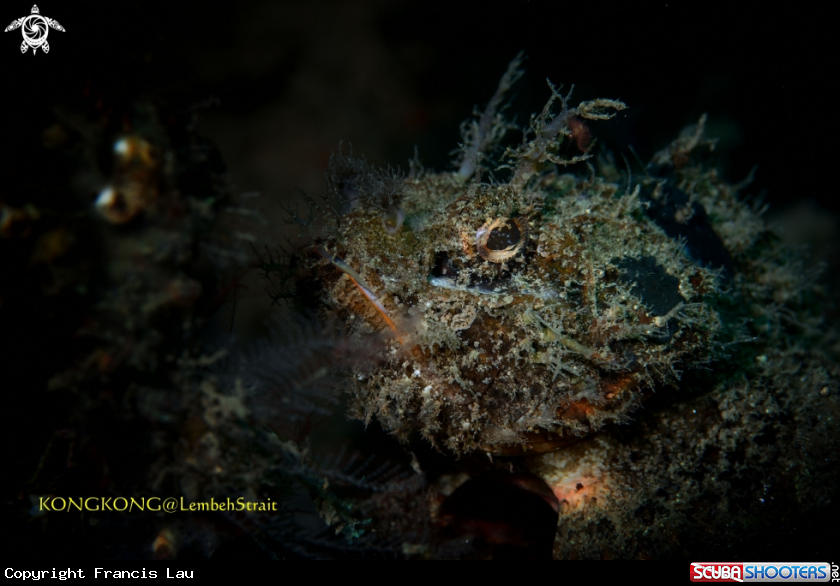 A Raggy Scorpionfish