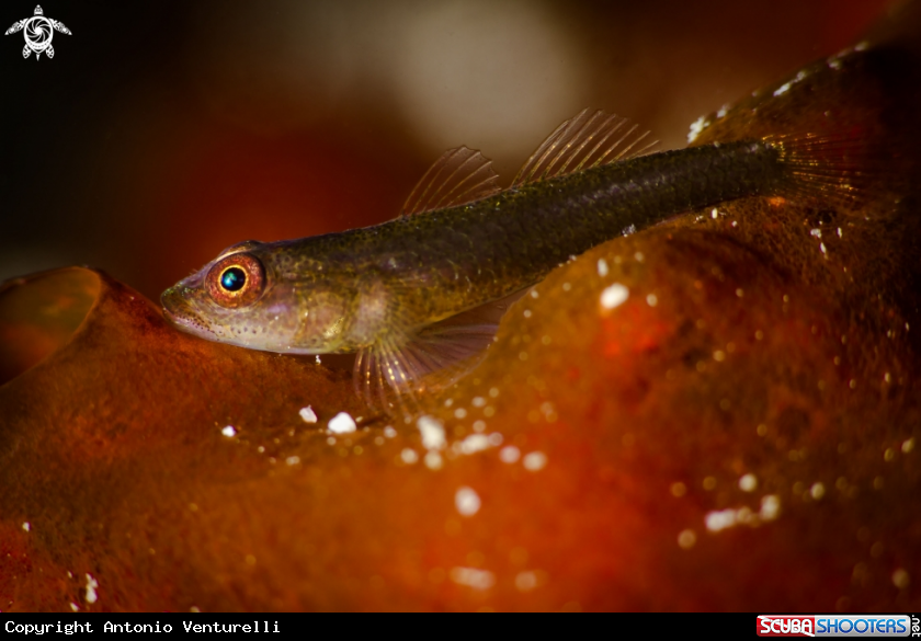 A Coral fish