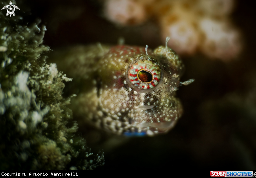 A Blenny fish