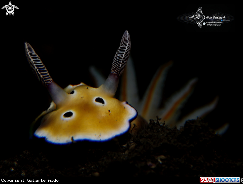 A Hypselodoris Nudibranch