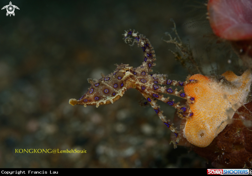 A Blue ring octopus