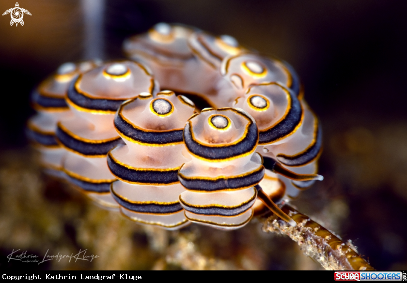 A DONUT NUDI