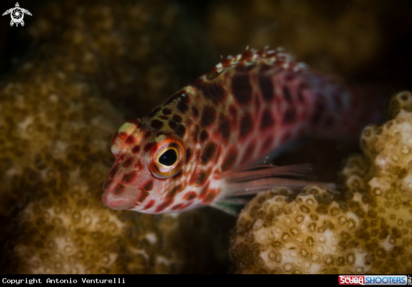 A Coral fish