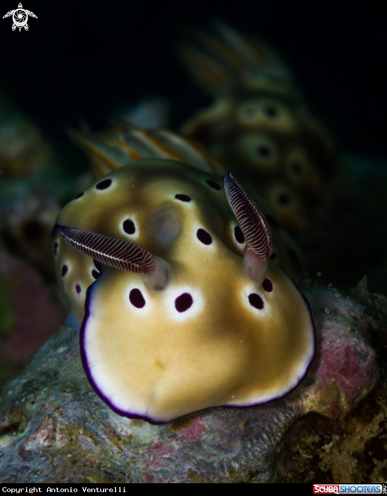 A Hypselodoris tryoni nudibranch