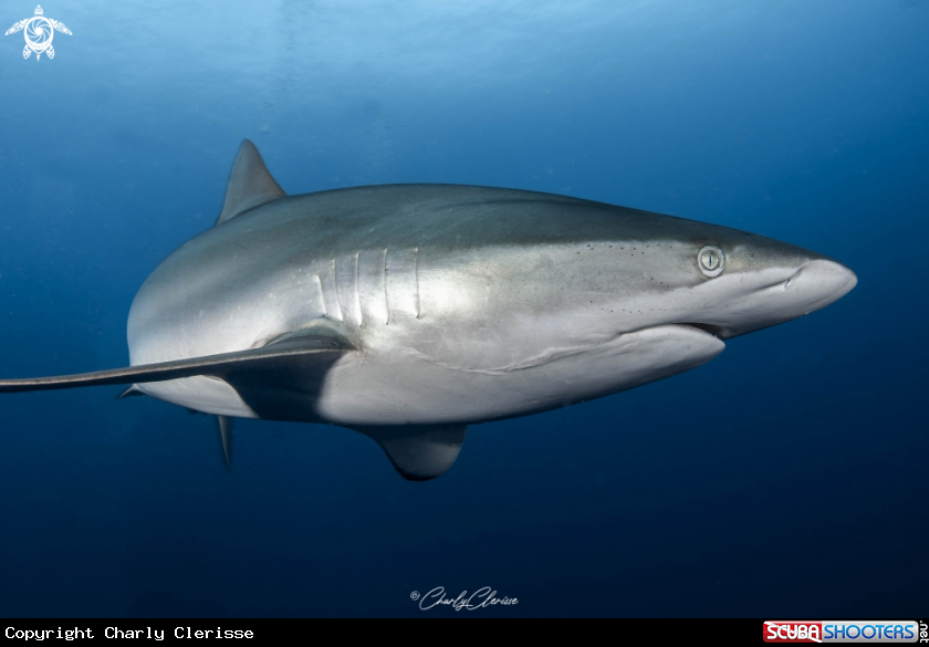 A Silky Shark