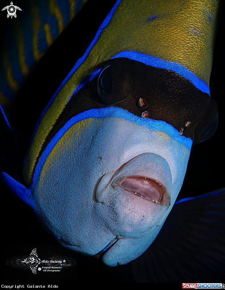 A Emperor Angelfish