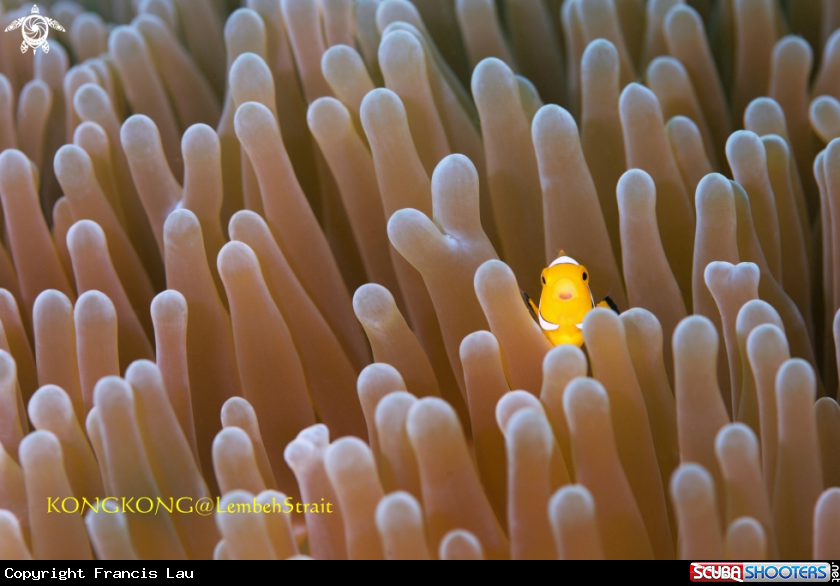 A False Clown Anemonefish, Amphiprion ocellaris