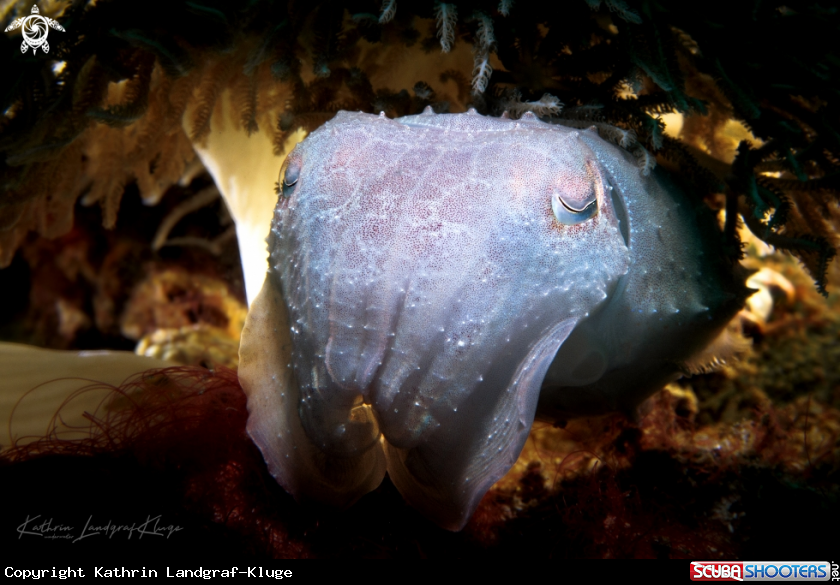 A CUTTLEFISH