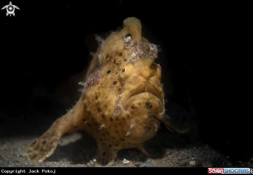 A Painted Frogfish