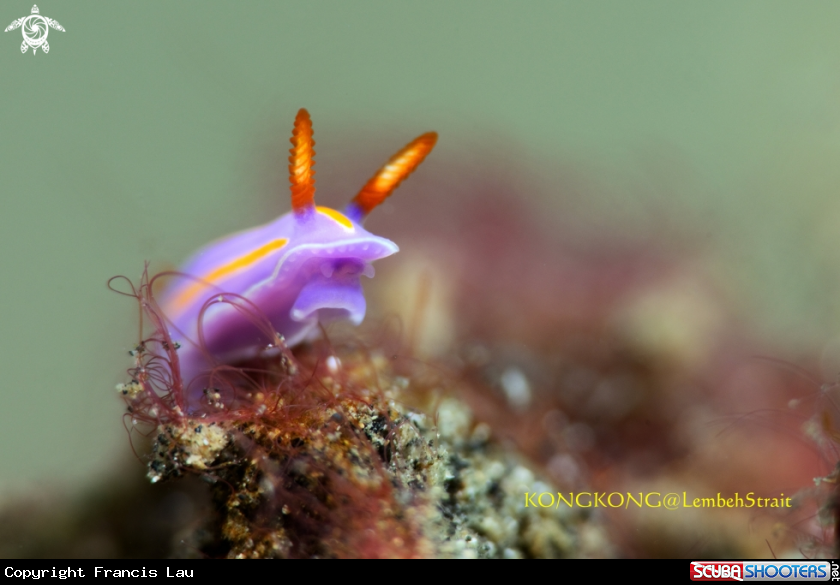 A Three-lines Purple Nudibranch (Mexichromis trilineata