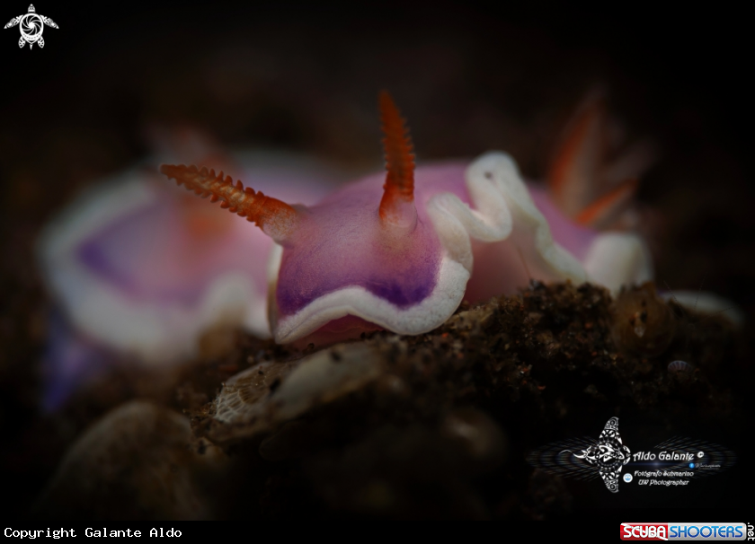 A Thorunna Nudibranch