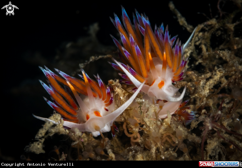 A Pilgrim hervia nudibranch