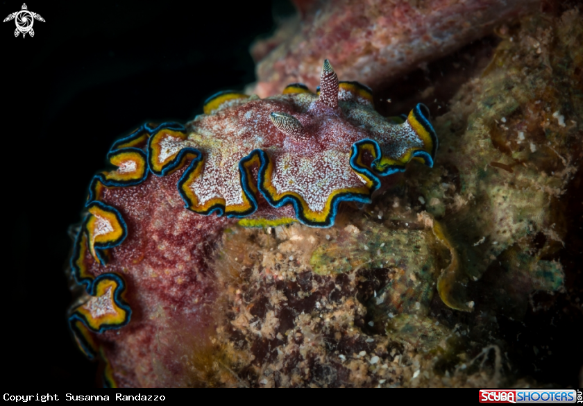 A Glossodoris cincta nudibranch