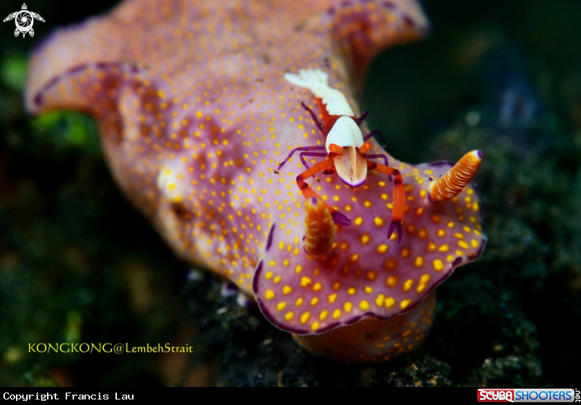 A Emporior shrimp and nudibranch, Ceratosoma tenue Abraham